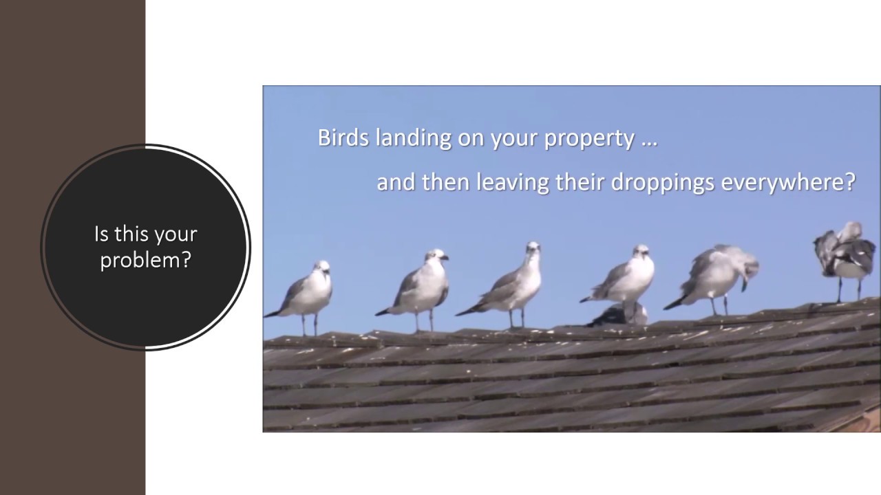 Bird prevention methods YouTube