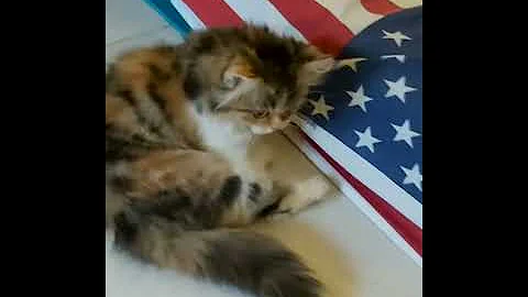 Video 546861: persiancat cats catlover, kitten persiancat catlover, persiancat calico, kitten persia calico