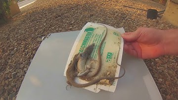 How to Safely Free a Lizard or Animal from a Sticky Trap Without Harm