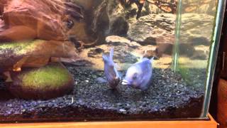 Malawi Blue Dolphin Spawning