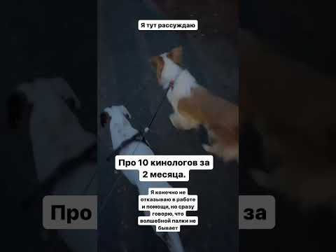 Почему не работает???? #дрессировка #dogfitness