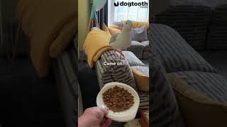 BnB Owner Adopts Pet Seagull || Dogtooth Media