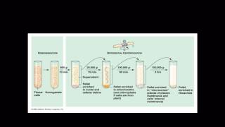 2013 Cell Biology Basics