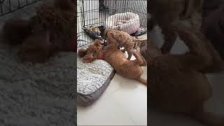 Mini Poodle & Cockapoo Puppy Best Friends For Life #uae #dubai #dubaipets #poodle #design #puppy