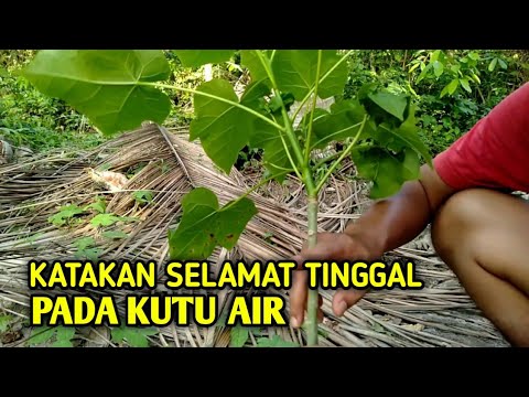 Cara Mengobati Kutu Air Dikaki Yang Sudah Parah 