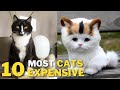 Top 10 Expensive Cats In The World | 10 Expensive Cats In 2023 | Top 10 Most Expensive Cats