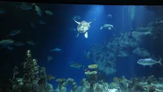 The Deep