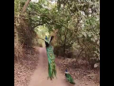 Ever see a peacock fly? Despite their large size peacocks are capable of flying,