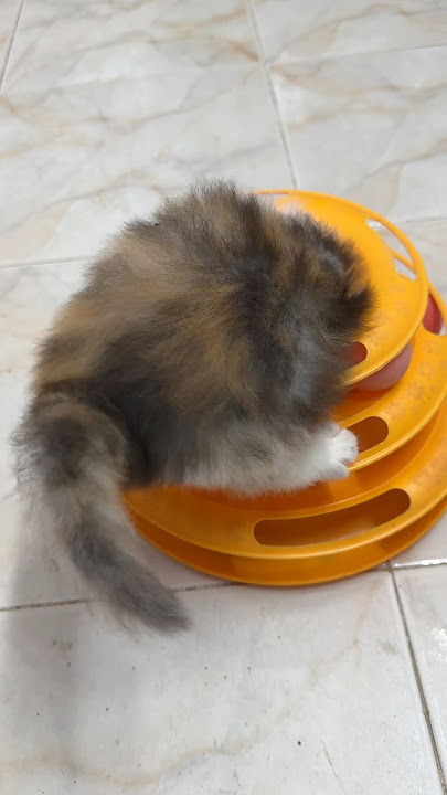 Persian kittens 😻✨🐾7010336196  #catlovers #catshorts #love #cute #viralvideo #trending #persiancat