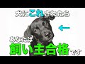 犬が大好きな人にしか見せない仕草9選【完全解説】