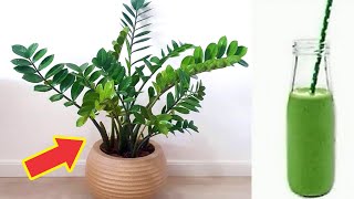 Если у вас есть это растение, у вас есть золотая жила (есть ли она у вас дома?)