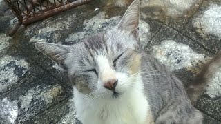 防波堤で見掛けた野良猫、顔を見ると喜んでスリスリしてきた。