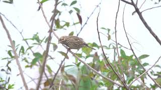Vesper Sparrow at Fairburn Park and Ride (11.8.24)