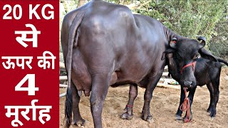 Top Class 5 Murrah Buffaloes available for sale. Village-Pandwan,District-Dadri, Haryana