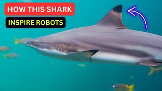 How the Blacktip Shark’s Anatomy Inspires Innovations in Robotics and Military Tech. Shark Anatomy
