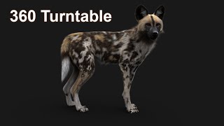 Wild Dog 360 turntable render | Maya Xgen arnold | CG Creature artist #stynsour