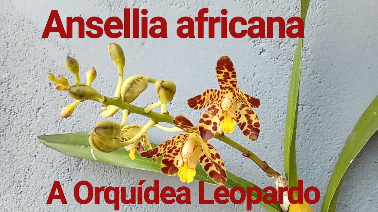 Orquídea; Ansellia africana Lindl. 1844 - thptnganamst.edu.vn