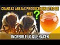 👉🏼COMO HACEN LA MIEL LAS ABEJA 🐝🐝 [INCREÍBLE!]😱 Apicultura 2019