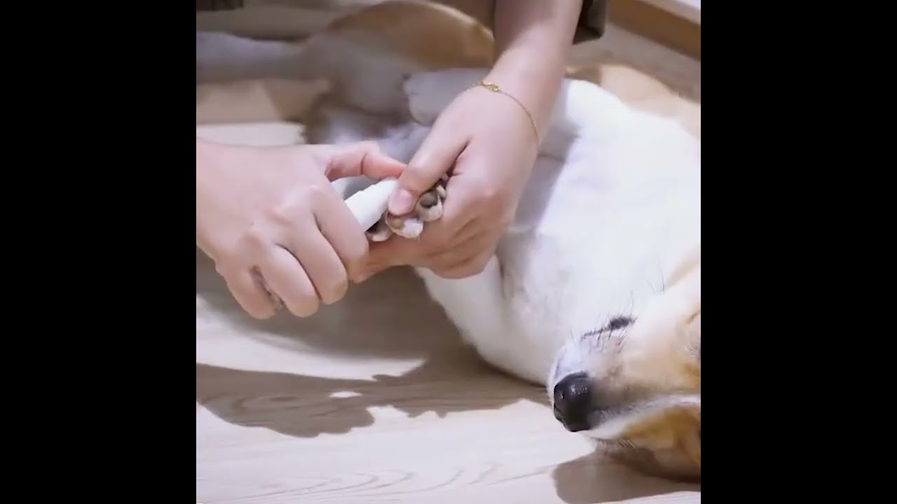 Fresh Paws, Happy Pets: Say Goodbye to Stinky Feet with Our Paw-some Spray! 