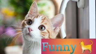 Funny cat videos | cute cats | Try not to laugh | Cat videos Compilation #2|Funny animal videos