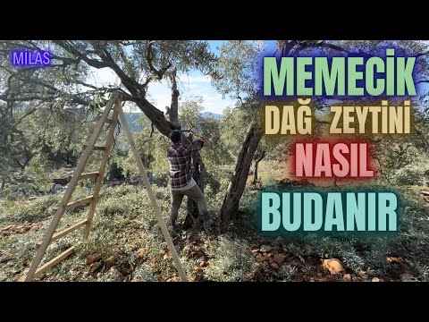 Memecik Zeytin Budaması Nasıl Yapılır? #erenvural #zeytinbudama #budama