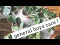 hoya plant care tips! | easy care house plants の動画、YouTube動画。