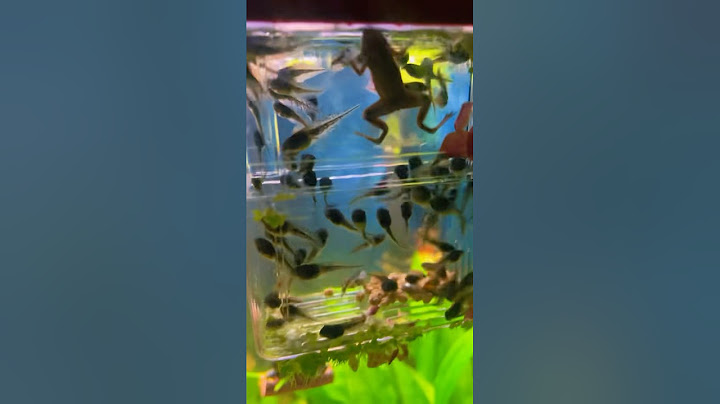 Raising tadpoles frogs & toads to eat Texas mosquitoes