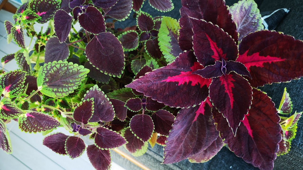 Yaprak Güzeli Çiçeğinin Çoğaltımı Bakımı