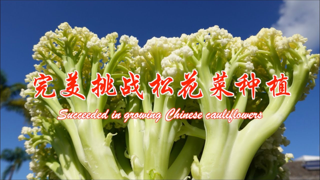 完美挑战松花菜种植 第50期 Succeeded In Growing Chinese Cauliflowers Ep5 Youtube
