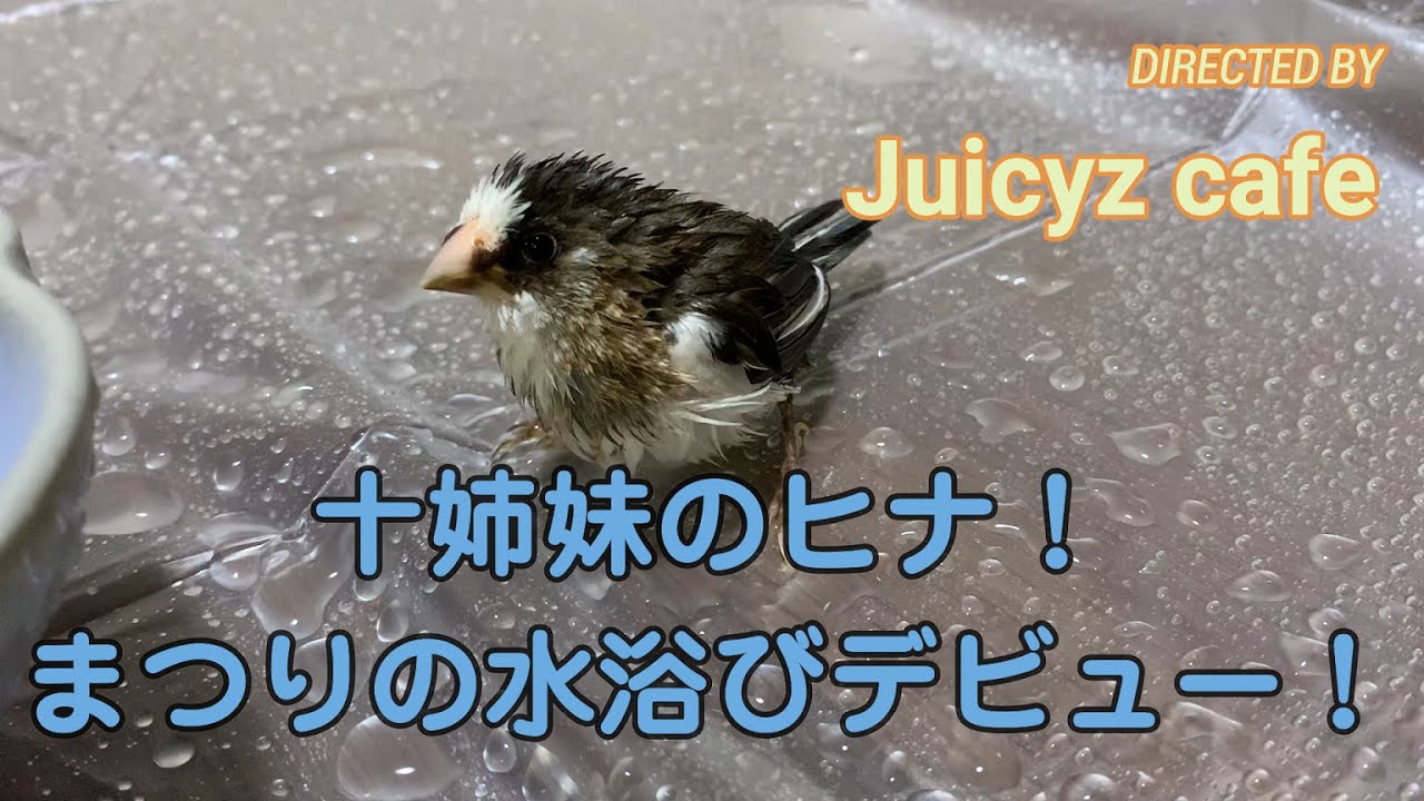 ジュウシマツ まつり 生まれて初めての水浴び Youtube ジュウシマツ まつり 生まれて初めての水浴び Youtube