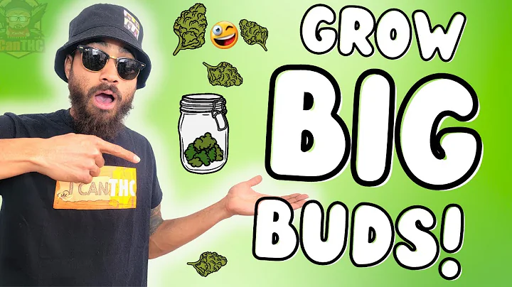 How do you get big thick buds? (2025)