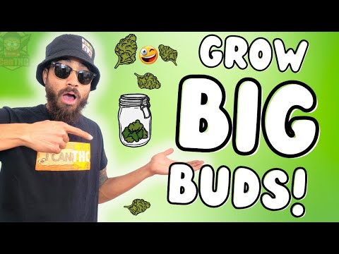 HOW TO GROW BIGGER BUDS IN 4 STEPS! ...Bigger Yields Guaranteed!