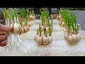 Tips to grow garlic in water bottles, get lots of roots and quickly harvest