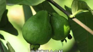 Video-Miniaturansicht von „Hainanese song - 海南话歌曲 - 吴晓芸，强哥 - 石榴园“