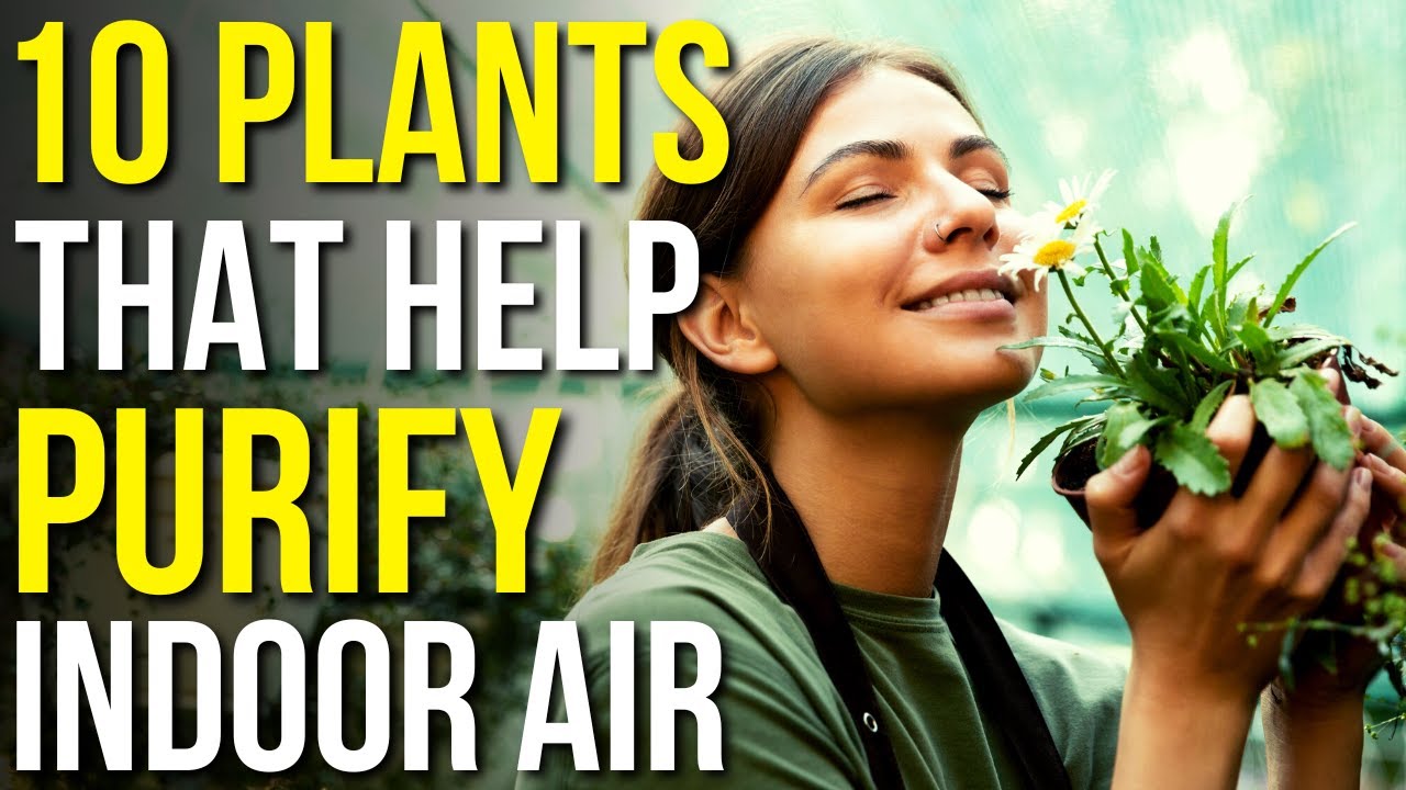 10 Plants To Purify Air In The House Air Purifying Indoor Plants