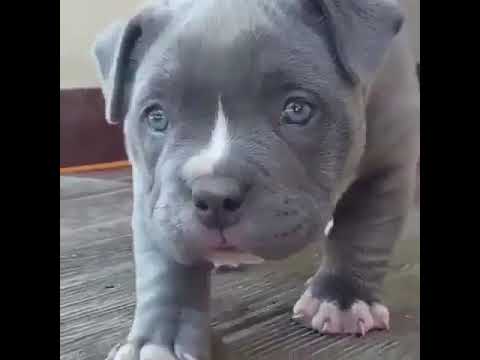 pitbull gray with blue eyes