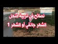 نصائح وارشادات تربية النحل الشهر جانفي او الشهر واحد من سنة 2026 