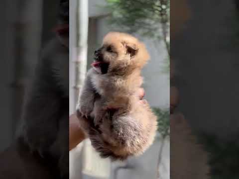 CUTE PUPPY || #dog #funnypuppy #puppy #puppyvideos #ladoo #mcsquare