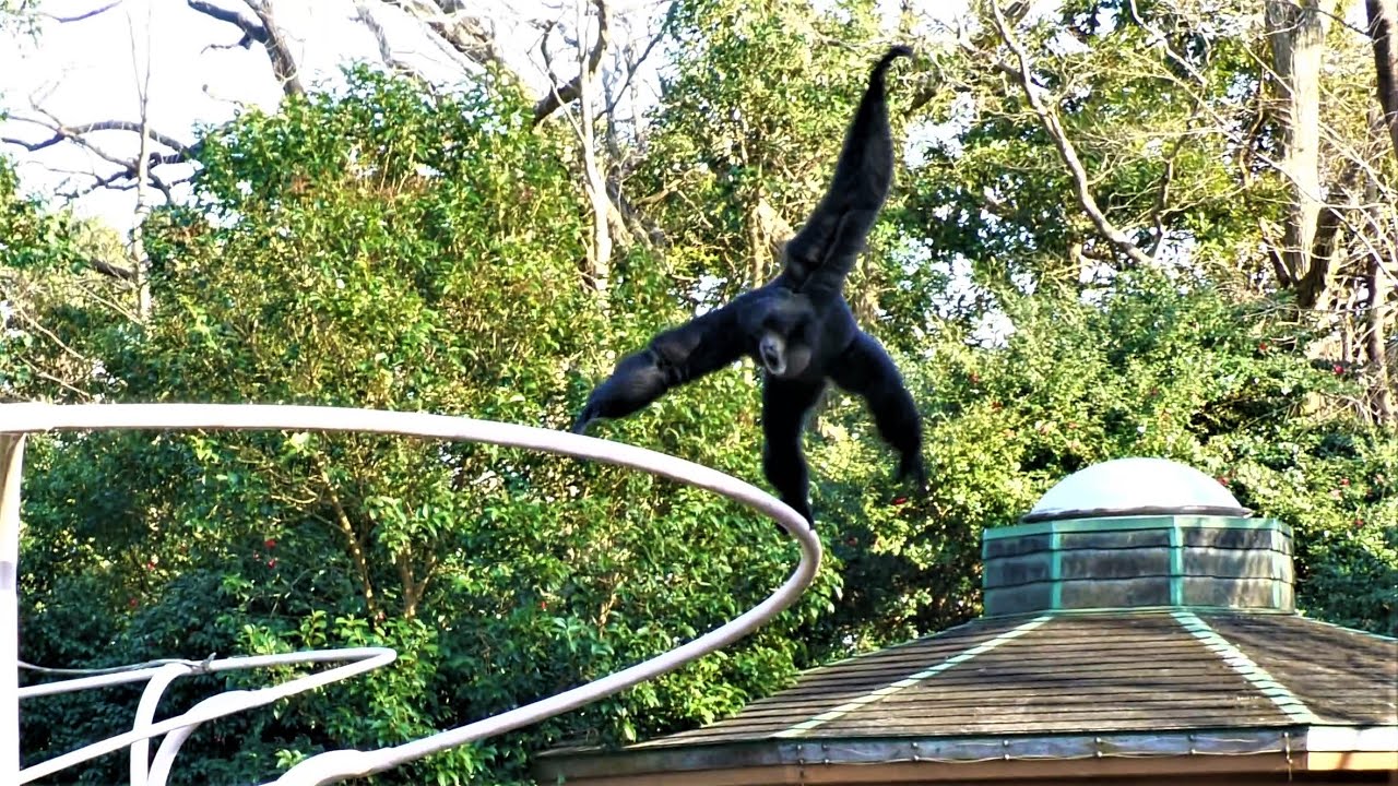 どんな時でも元気なハート　千葉市動物公園　フクロテナガザル　202102