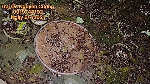 THỜI ĐIỂM ẤP TRỨNG VÀ CÁCH THẢ ỐC CON SAU 1 TUẦN XUỐNG VÈO ƯƠN NUÔI