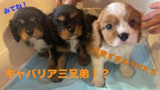 【キャバリアちるくん】キャバリアの子犬が３匹！？ブリーダーさんと観る、生後１ヶ月の可愛さ！