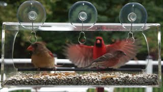 http://www.amazon.com/dp/B0108LL5XG Incoming!!! The Male Northern Cardinal flexes his muscles to gain position at the ...