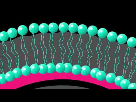 Video: Ekstraembrion membrana deganda nimani tushunasiz?