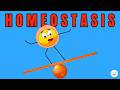 Homeostasis: Balancing Act of Life's Internal Environment