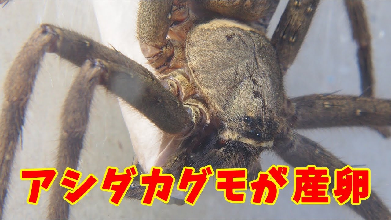 産卵 アシダカグモの卵鞘づくり 蜘蛛の母性 Brown Huntsman Spider Eggs Youtube