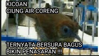 SUARA BURUNG CIUNG AIR CORENG