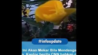 Keajaiban dunia. Bunga mekar jika dengar alquran