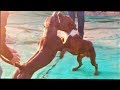 DANGER l Pitbulls l GARD Dog l Latest videol 2019