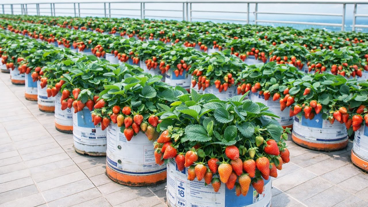 Превратите свой балкон в настоящую клубничную ферму, используя контейнеры для выращивания клубники.