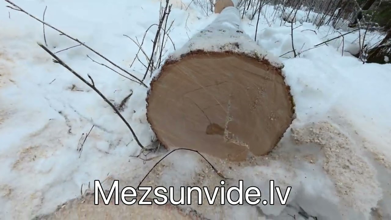 Vecā laukmala. Cirsmas plānošana un izpilde